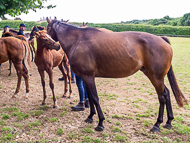 KS300622-13 - Cupboard Love & foal by Territories